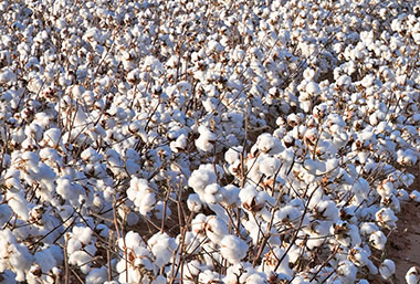 Types de tissu issus de matières premières durables