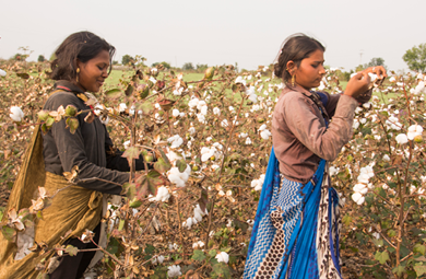 Cotton field 