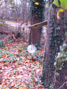 Blikvanger CD in het bos